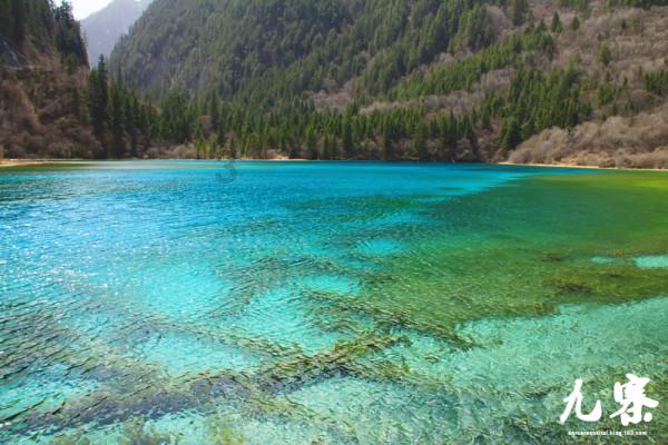 水城区都格镇:血橙盛挂满枝头,美了乡村乐了百姓